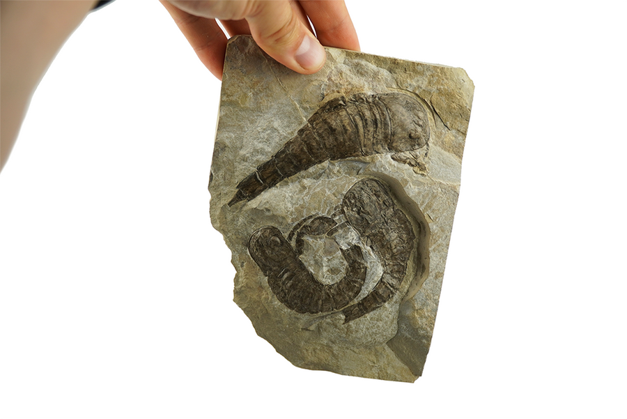 stone fossil