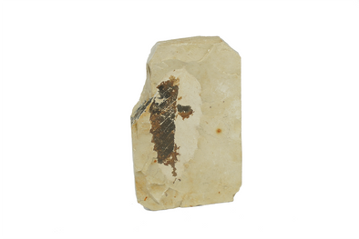plant fossil from miocene age