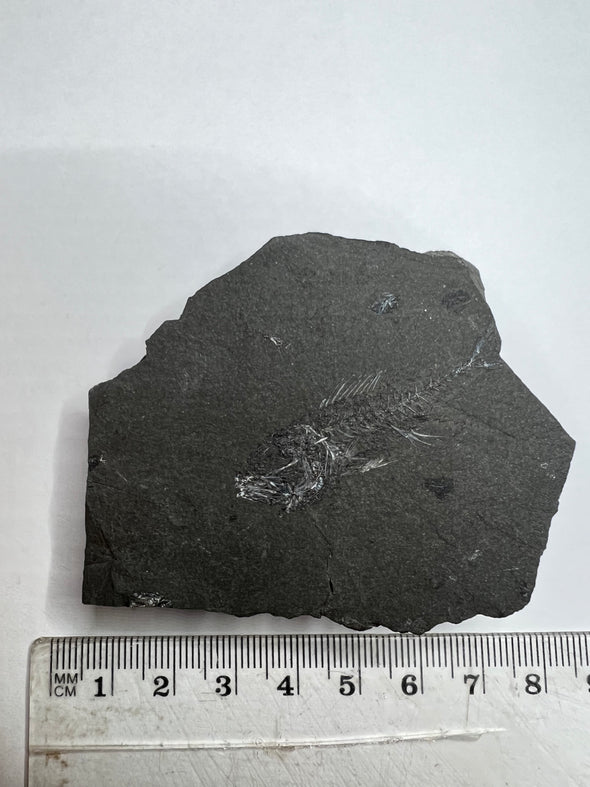 Beautiful Fossil Serranus - Size