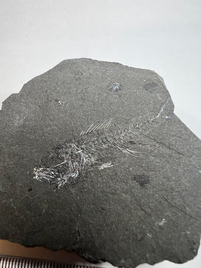 Beautiful Fossil Serranus