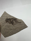 Rare Oligocene Era Fish Fossil - top view