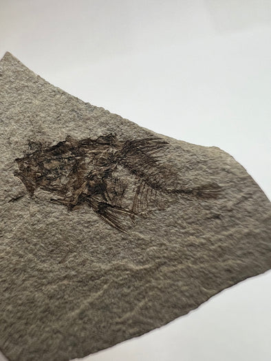 Rare Oligocene Era Fish Fossil
