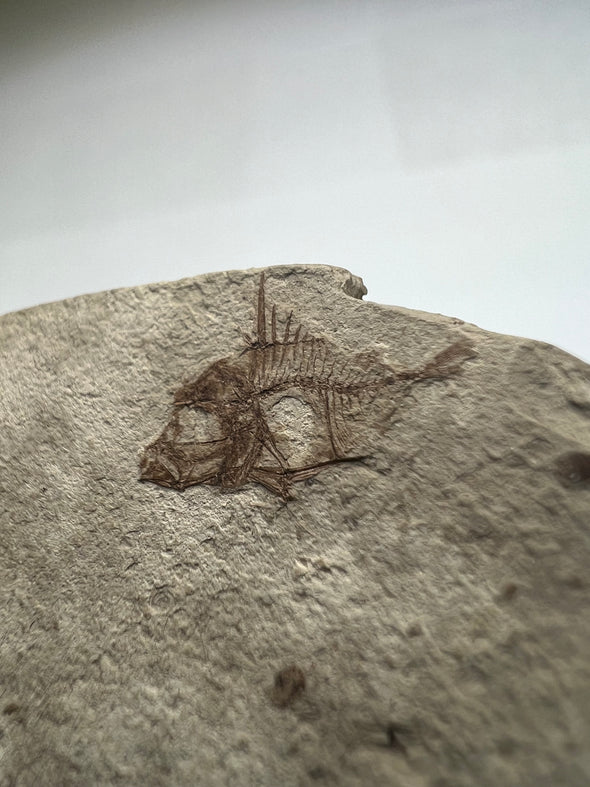 Real Fossil Fish Caprosimilis carpathicus - details