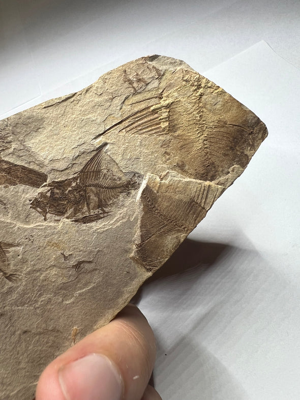 Unique Capros Radobojanus Fossil Fish Specimen - Front View