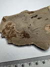"Rare Capros Radobojanus Fossil Fish - details