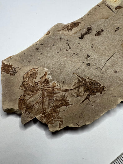 "Rare Capros Radobojanus Fossil Fish - front view
