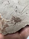 "Rare Capros Radobojanus Fossil Fish Close up