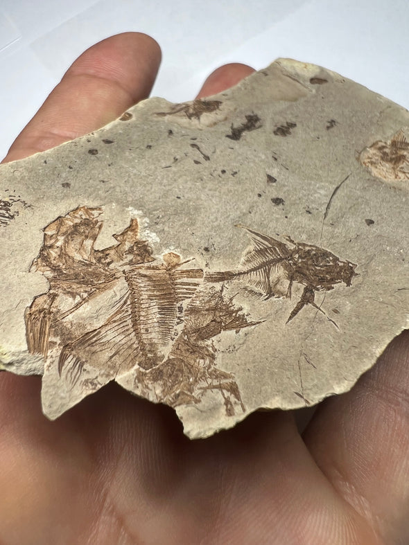 "Rare Capros Radobojanus Fossil Fish - held in a hand