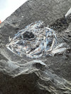 Prime Clupea Fossil Fish - details