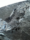 Amazing Prime Clupea Fossil Fish 