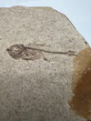 Oligoserranoides sp. Fossil Fish