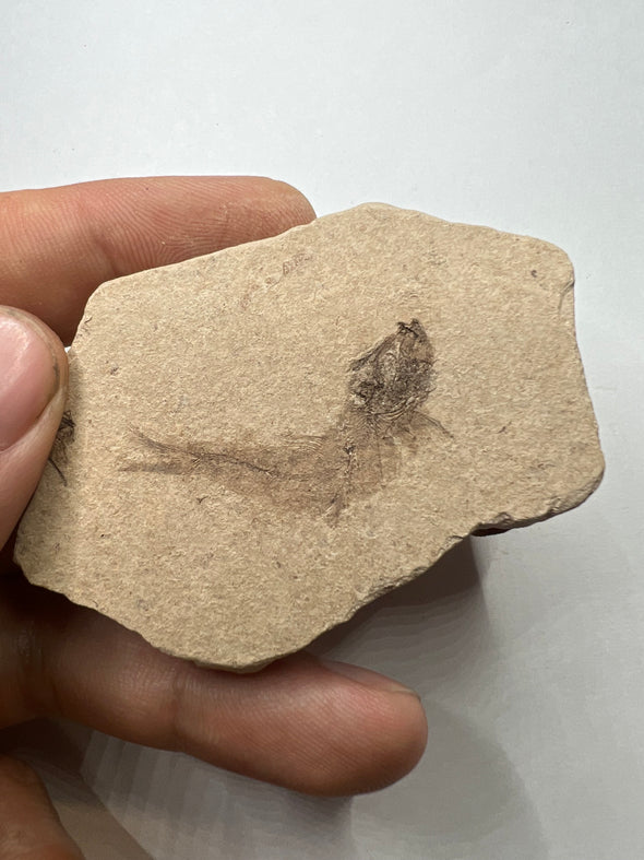 Distinctive Clupea Fossil Fish - Front View