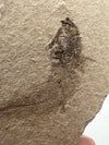 Close-Up of Unique Clupea Fossil Specimen