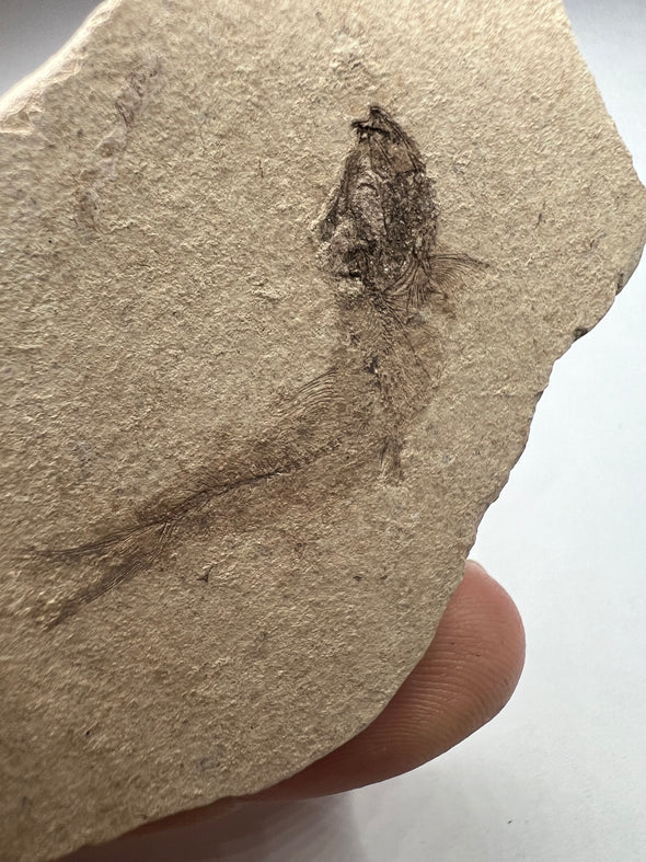 Rear View of Clupea Fossil Fish
