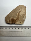 Oligocene Fossil Fish from Carpathian Basin - Size