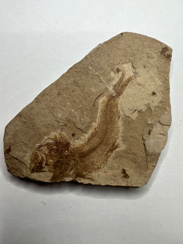 Rare Clupea sp. Fossil Fish - Front View