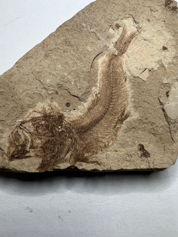 Detailed View of Clupea Fossil Specimen
