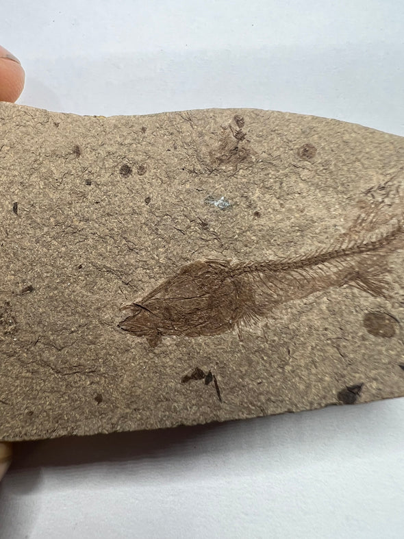 Fossilized Glossanodon Fish - tail view