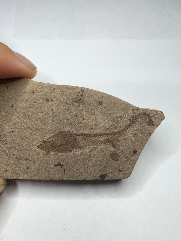 Fossilized Glossanodon Fish - Side View