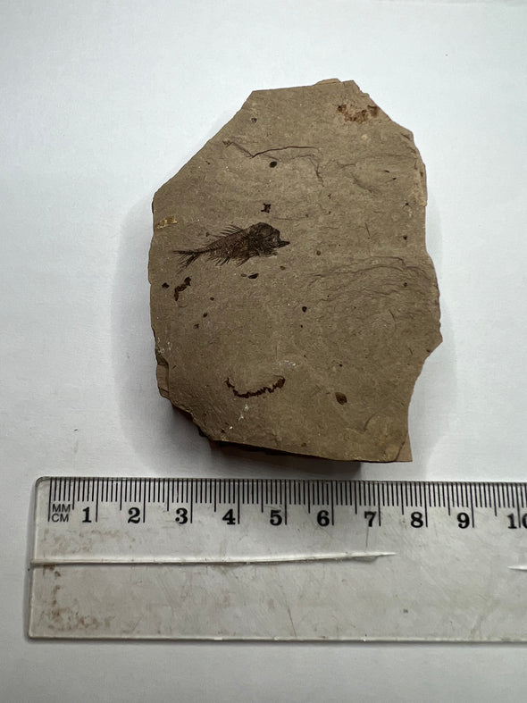 Serranus Fossil Collector's Piece - size