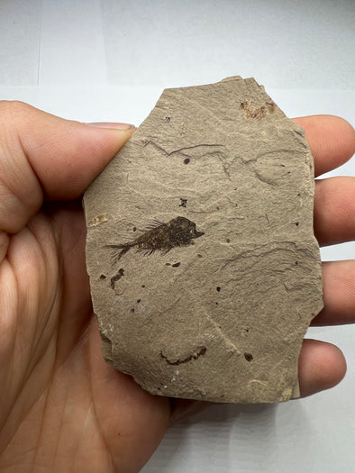 Serranus Fossil Collector's Piece - Ancient Fish Fossil