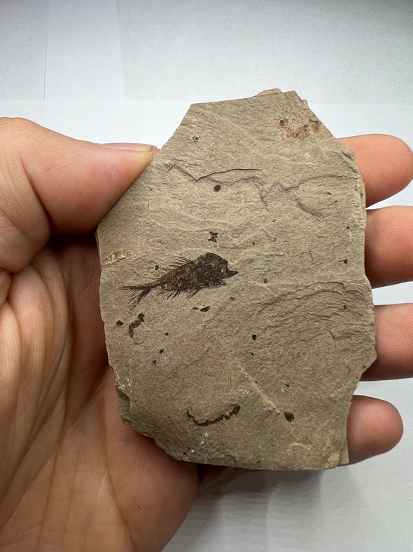 Serranus Fossil Collector's Piece - Ancient Fish Fossil