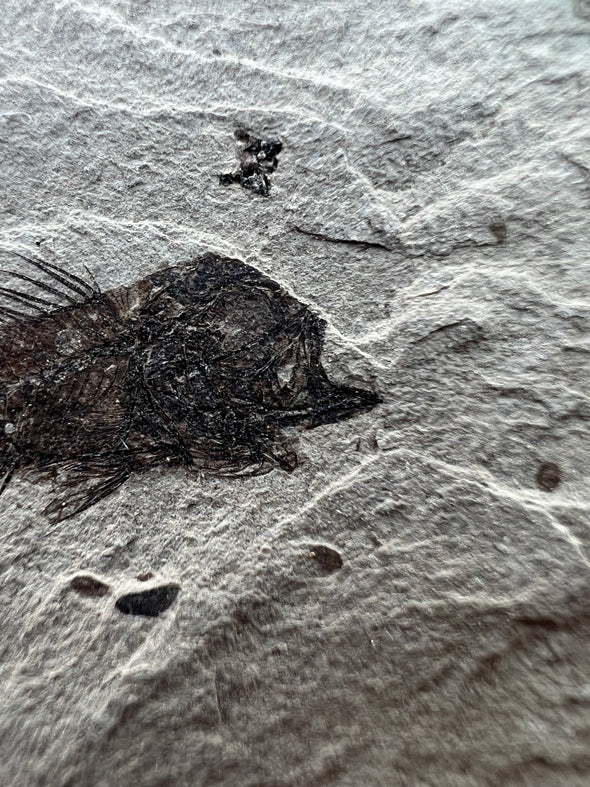 Serranus Fossil Collector's Piece - close up details