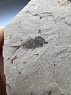 Serranus Fossil Collector's Piece - details