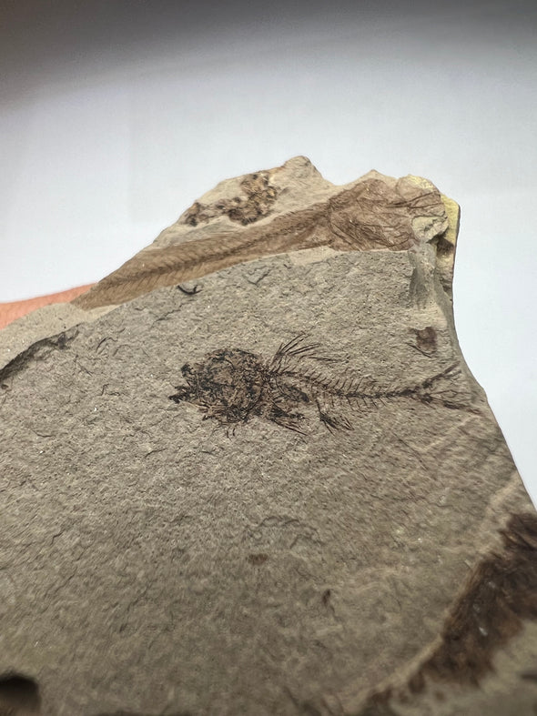 rare serranus fossil - close up view