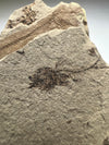 rare serranus fossil