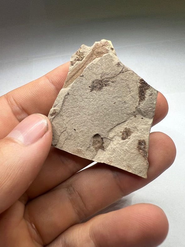rare serranus fossil - held in a hand