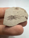 Serranus Fossil Discovery - close up detail