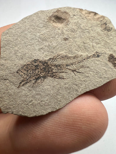Serranus Fossil Discovery - Front View Specimen