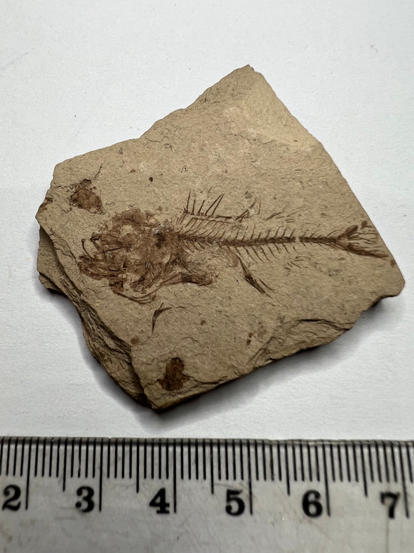 Rare Serranus Fossil - Size