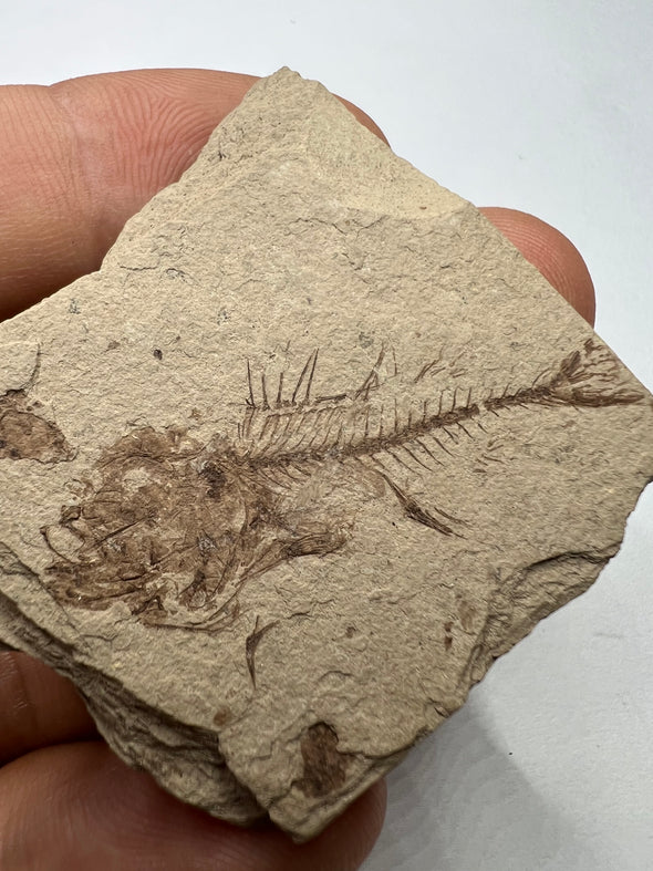 Rare Serranus Fossil Front View