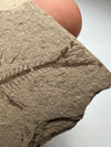 Rare Serranus Fossil - back view