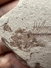 Rare Serranus Fossil - close up