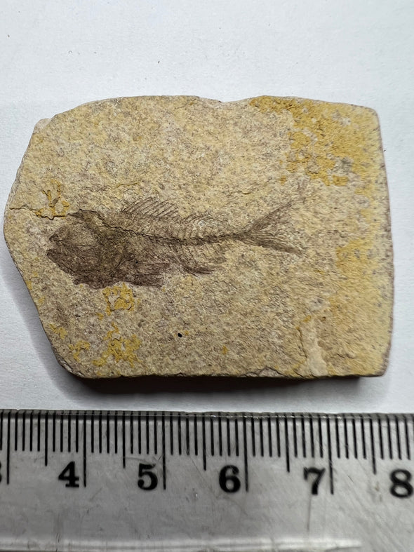 Serranus Fossil Specimen - Size 