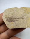 Serranus Fossil Specimen - Close Up