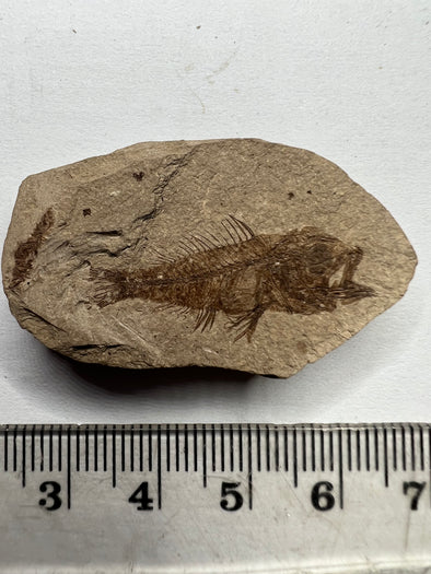 Serranus Fossil Fish