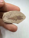 Serranus Fossil Fish held in a hand