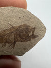 Serranus Fossil Fish close up