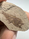 Serranus Fossil Fish side view