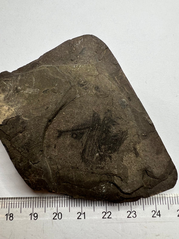 fish fossil for sale - real specimen