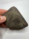 fish fossil for sale - real specimen - held in a hand