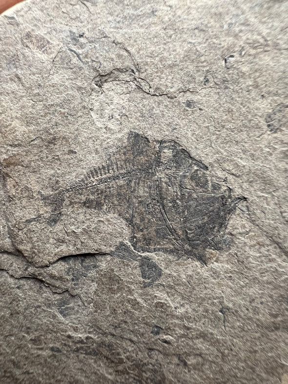 Fossil Fish For Sale - Argyropelecus Cosmovicii - close up