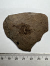 small fish fossil