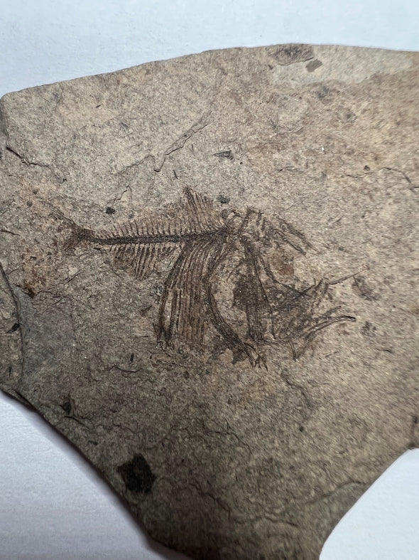 small fish fossil close up