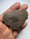 small fish fossil held in a hand