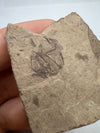 Fossil fish, Argyropelecus cosmovicii - close up